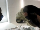 Upskirts(41)お姉さんから熟女まで盛り沢山