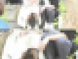 （ＦＨＤ）大変です！！彼氏に夢中になり、パンツが見えてますよ２０３