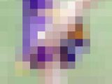 チア・パレード活動写真 Vol.33.1